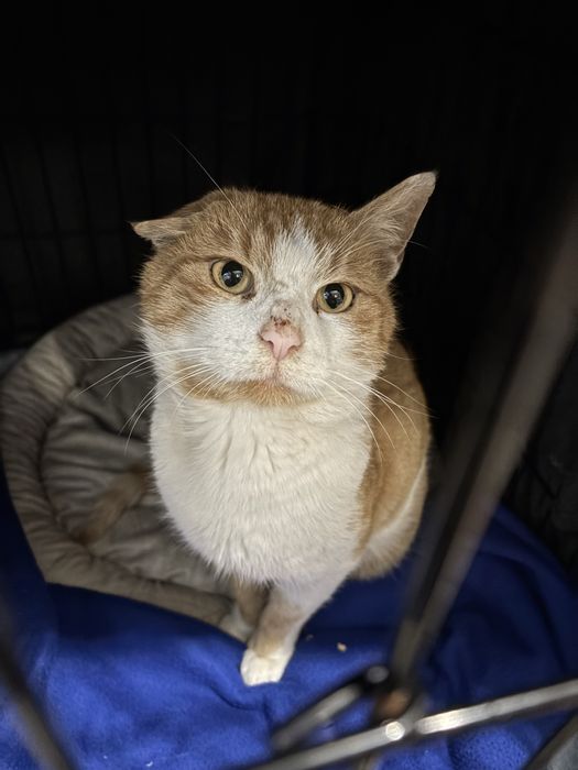 Miś kocurek JOGI prosi o domek