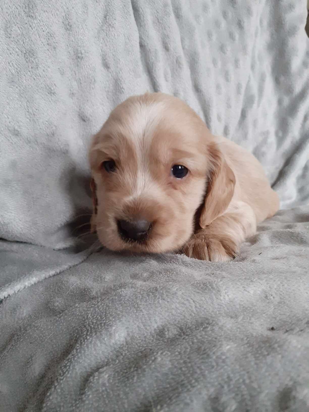 Cocker Spaniel Angielski suczka