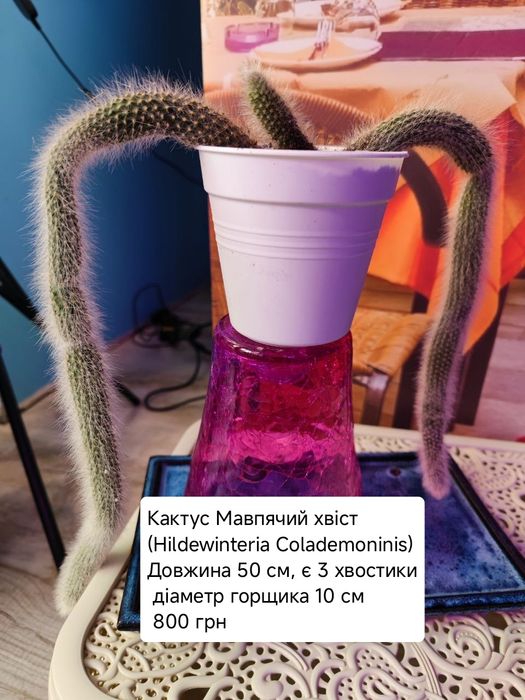 Кактус, клейстокактус, ехіноцереус, каланхое
