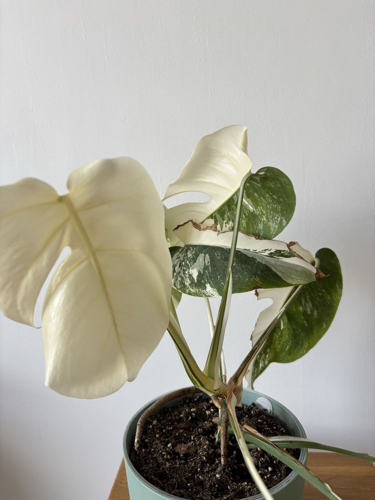 Monstera variegata halfmoon (04)