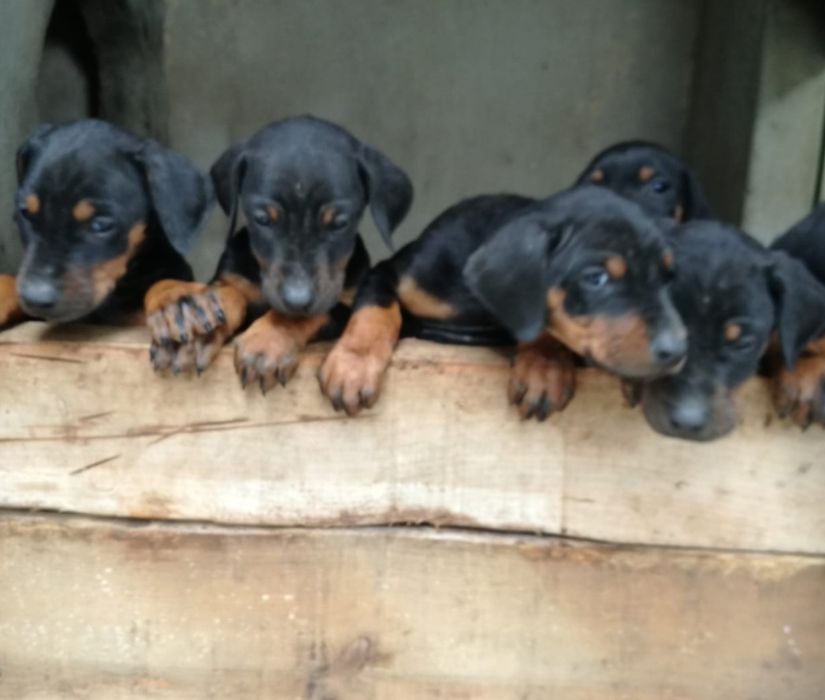 Doberman cachorro