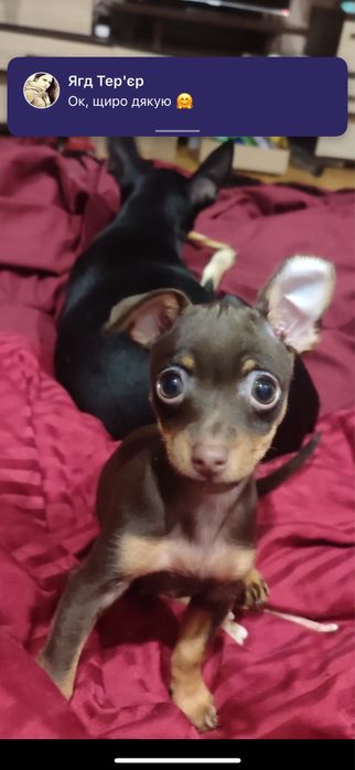 Цуценя той терєр