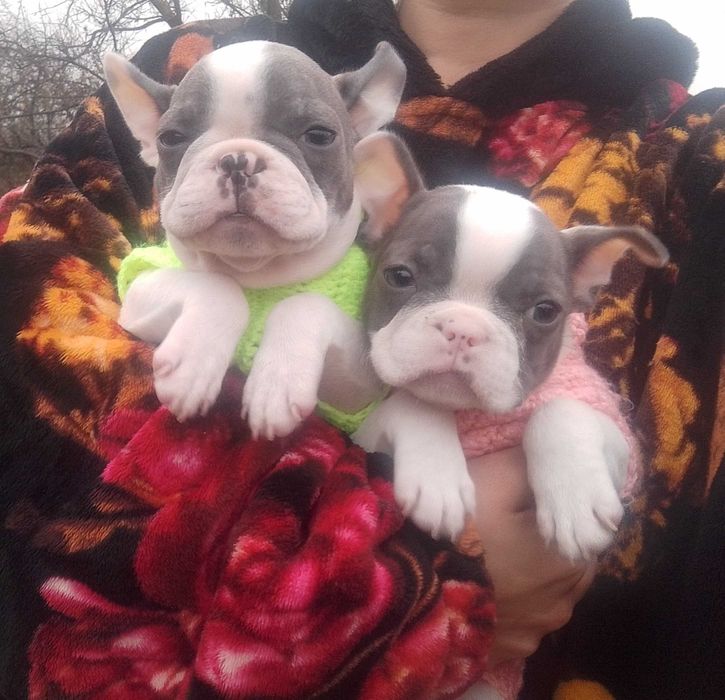 Мальчик и девочка французики