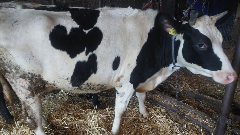 Jałówka wysokocielna