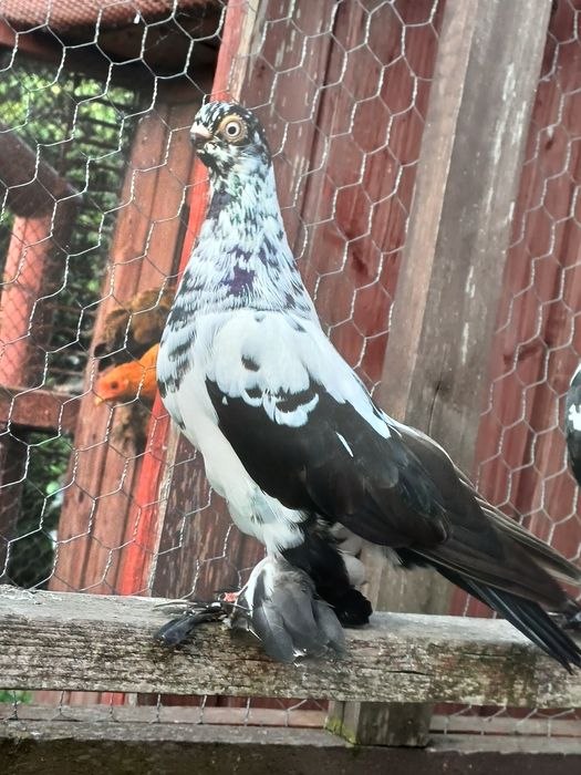 Motyl warszawski, motyle, golebie ozdobne