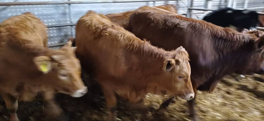 Sprzedam 16 sztuk jałowek odsadkow  300 kg