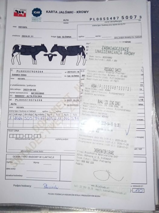 jałówka cielna hodowlana 3 sztuki