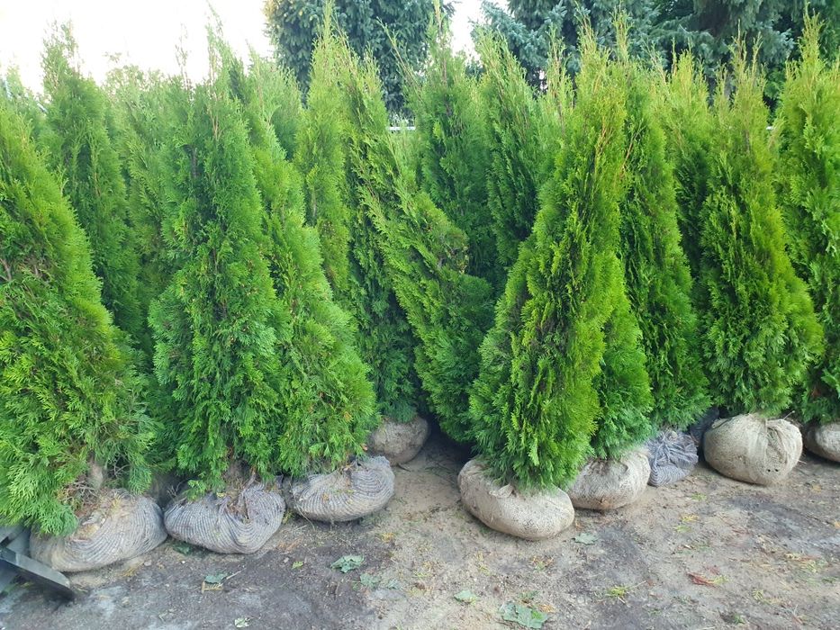 Tuje cyprysik jałowce bonsai spirale