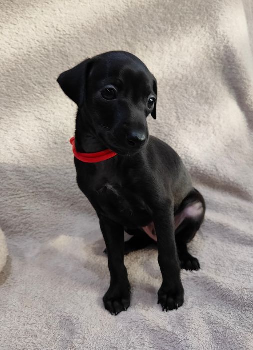 Charcik włoski - BELICHI chłopiec ZKWP/FCI