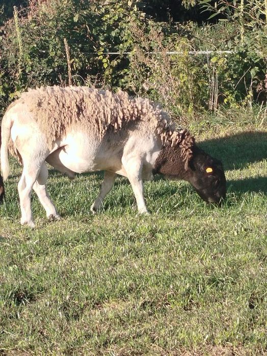 Baran 4 letni droper baranek