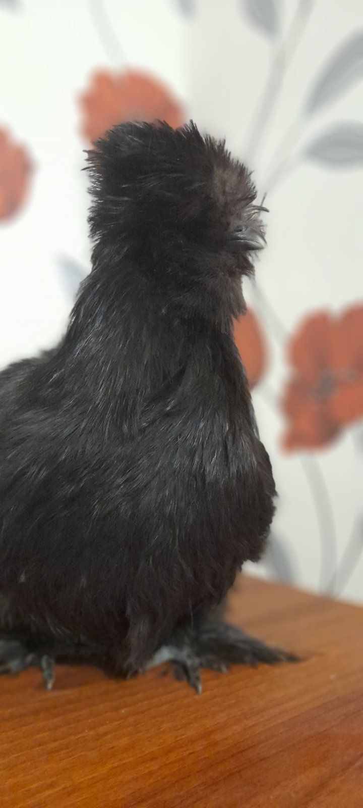 Китайские шелковые кури silkie