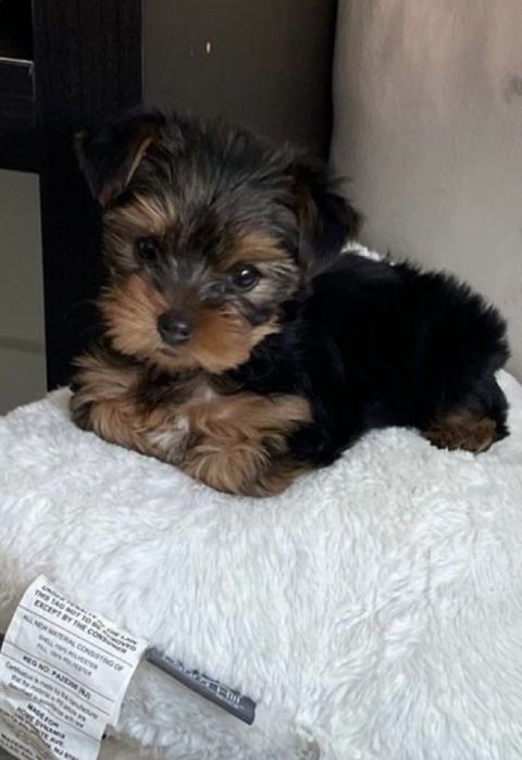 yorkshire terrier miniatura