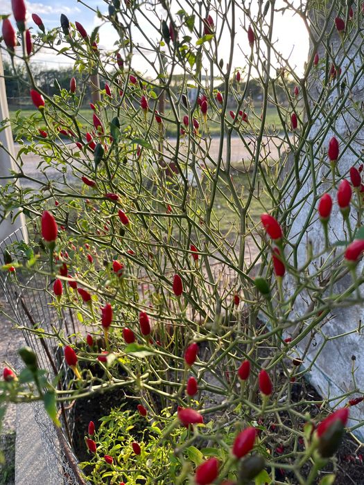 Malagueta piri piri natural - Picante