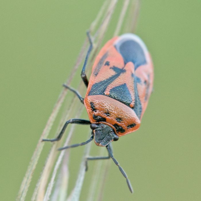 Obiektyw Nikon AF-S Micro Nikkor 105mm 1:2,8 G ED VR