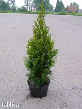 Tuja Szmaragd, thuja Smaragd, Tuje Szmaragd, Żywotnik.