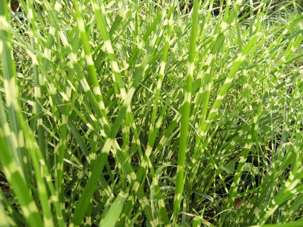 miskant chiński 'Strictus' trawa ozdobna trawy ozdobne