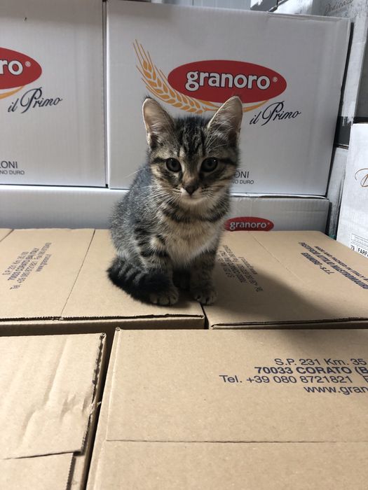 Віддам котиків у добрі руки