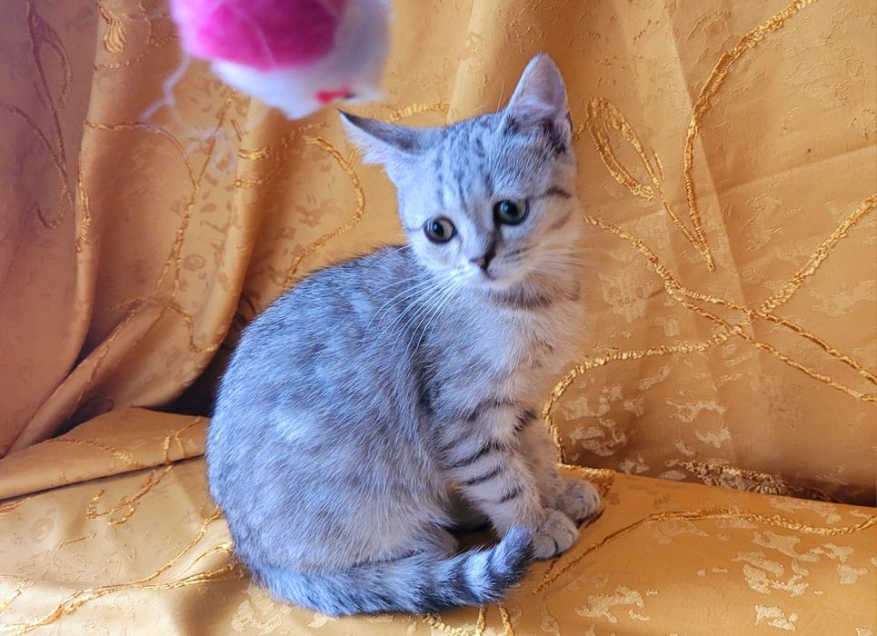 Девочка шиншилла пятнистый окрас