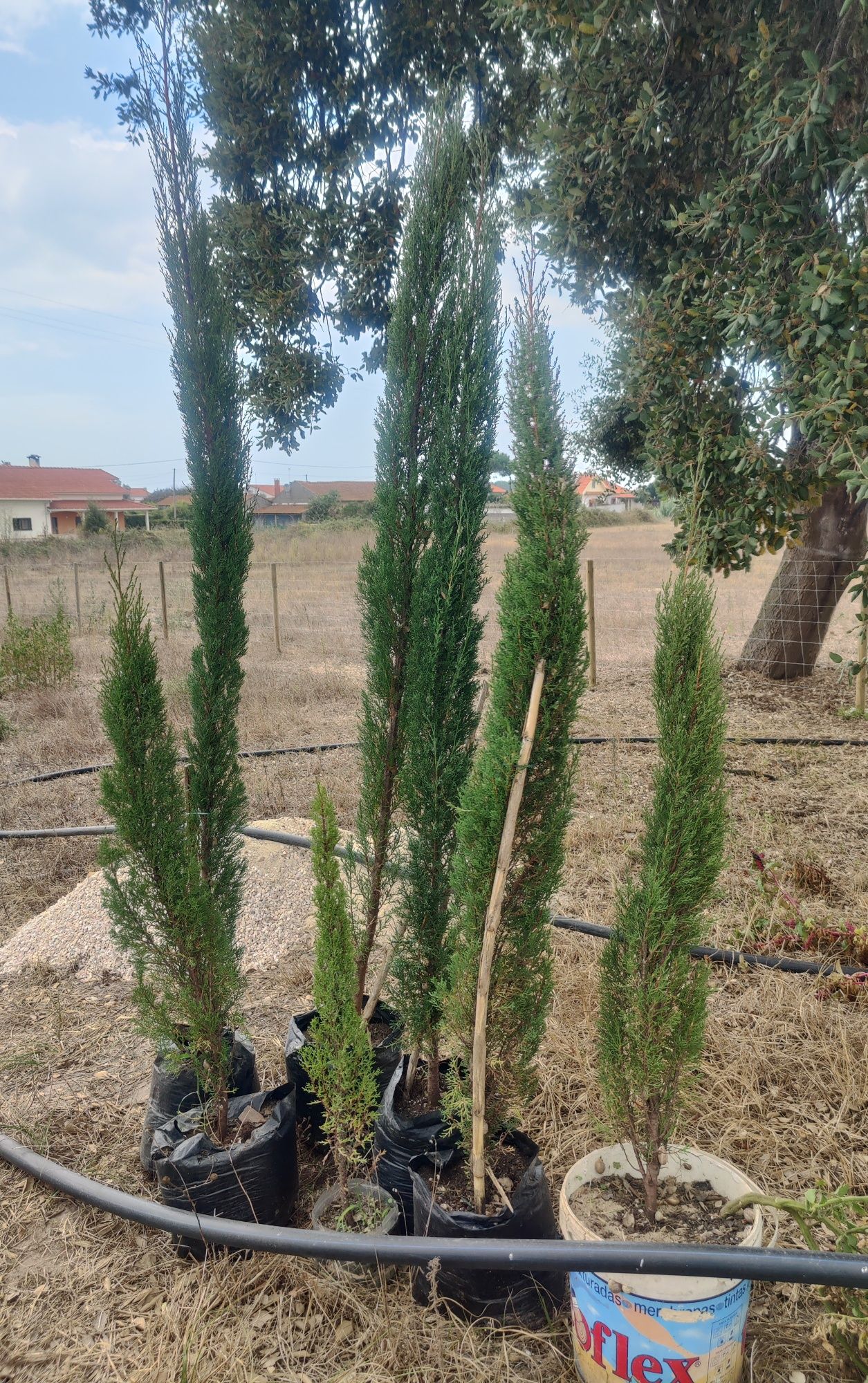 Cedro / Cipreste italiano | Totem