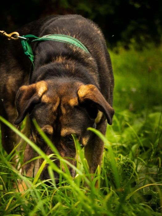 4 letni Wulkan - owczarek środkowoazjatycki do adopcji