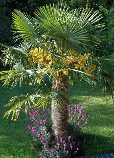 Palma mrozoodporna- Trachycarpus Fortunei+GRATIS!