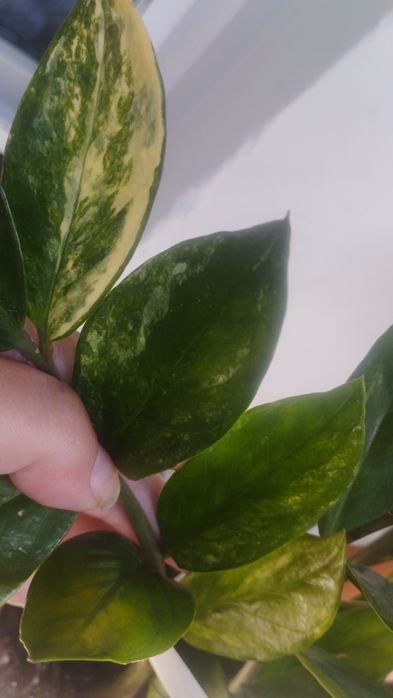 Продам паросток варієгатного заміокулькаса