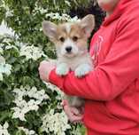 Welsh Corgi Pembroke