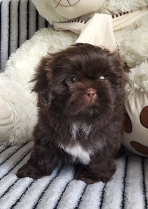 Shih Tzu śliczna czekoladowa 8 tygodniowa suczka