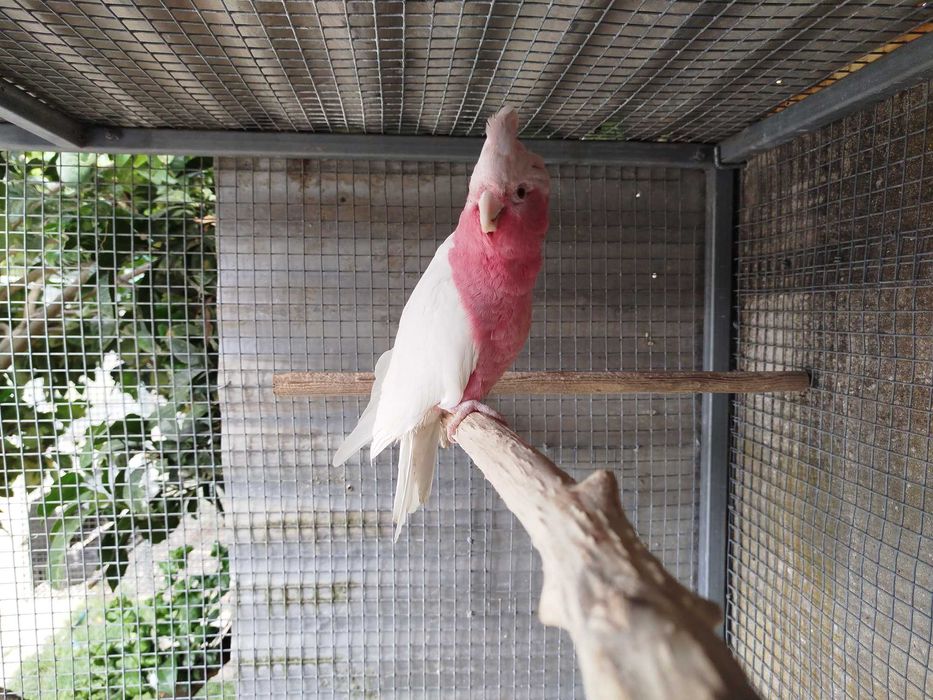 Cacatua galah lutina (Eolophus roseicapilla)