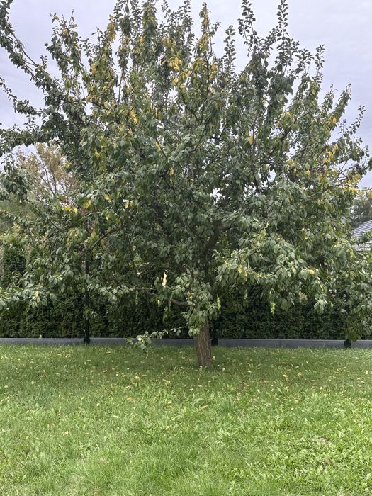 drzewo owocowe drewno do zabrania