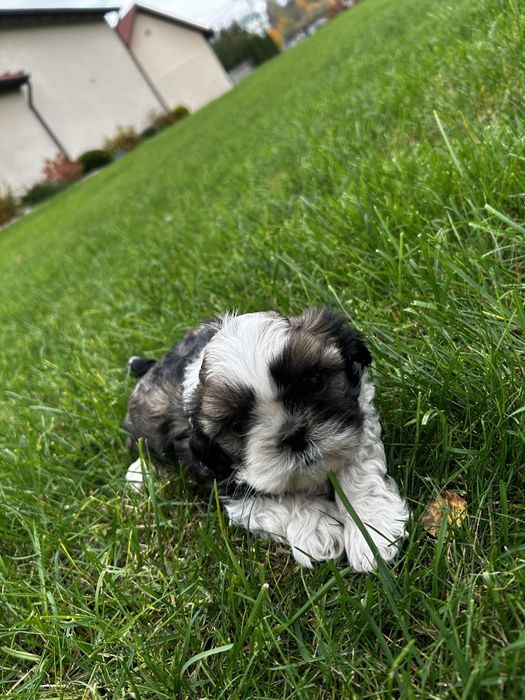 Piekne Shih Tzu.