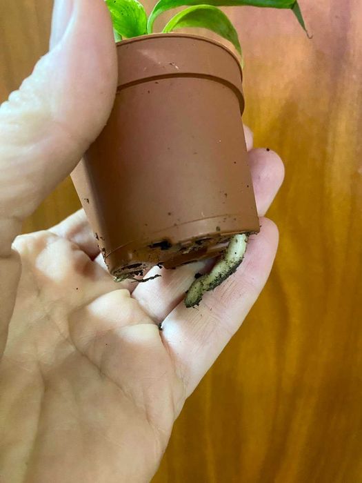 Rhaphidophora Puberula variegata