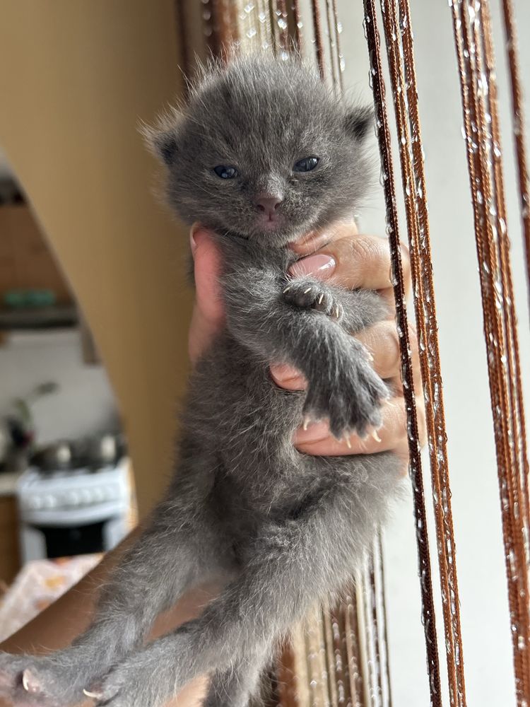 Котики шукають сімʼю
