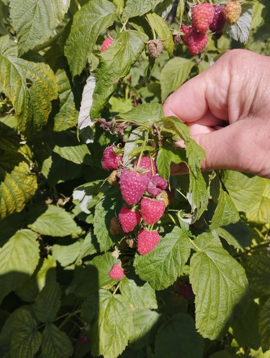 Малина Ремонантна