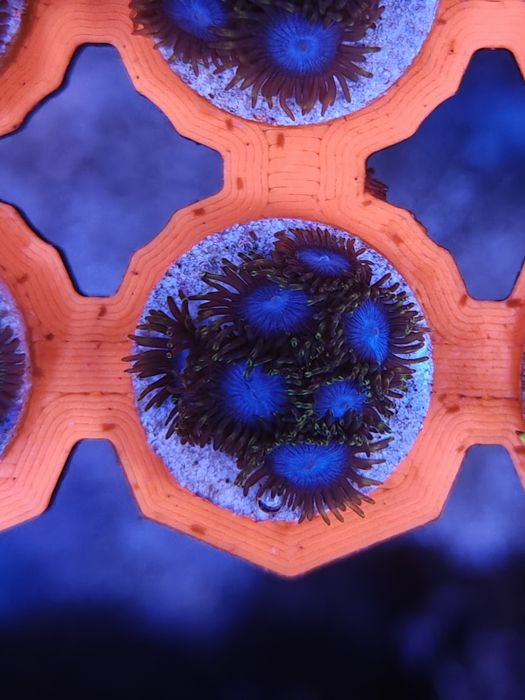 Zoanthus Smurf Blood, Corais de água salgada
