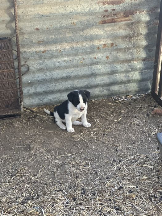 Border collie valor so hoje