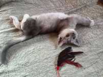 Kocur Kot Maine Coon Srebrny /Silver /Dymny /Pale