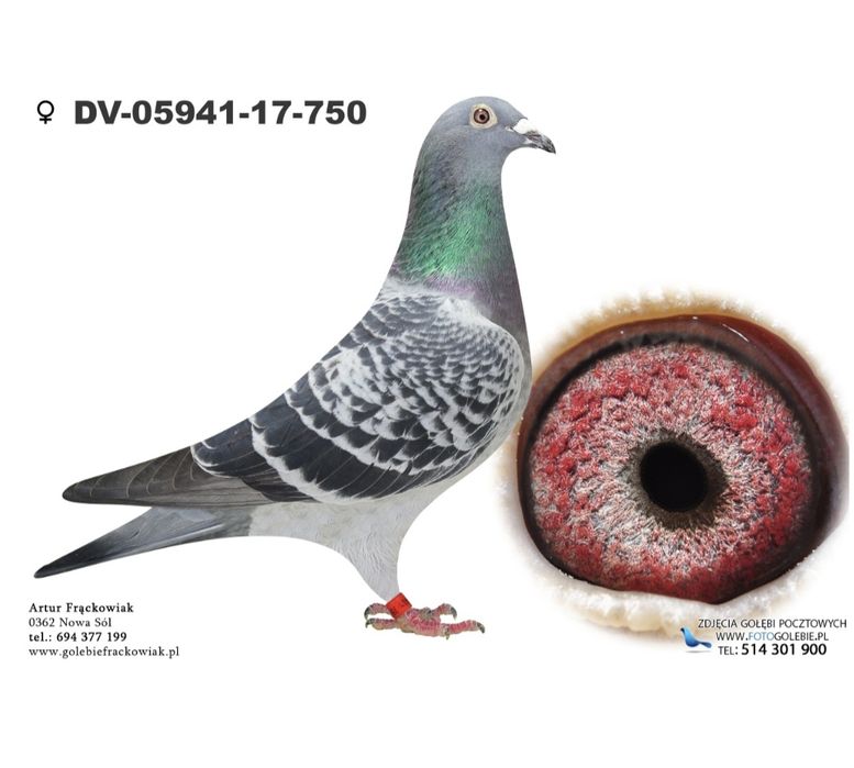 Gołąb pocztowy Samica Artur Frackowiak,, Super Top,, 474,,