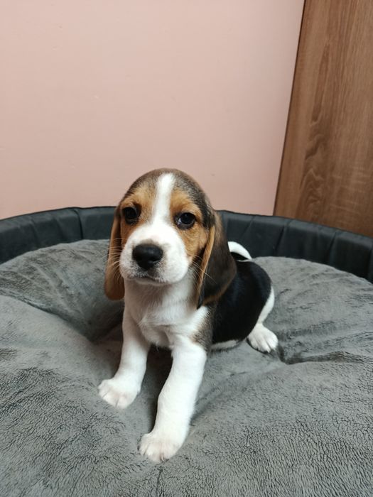 Śliczny piesek Beagle