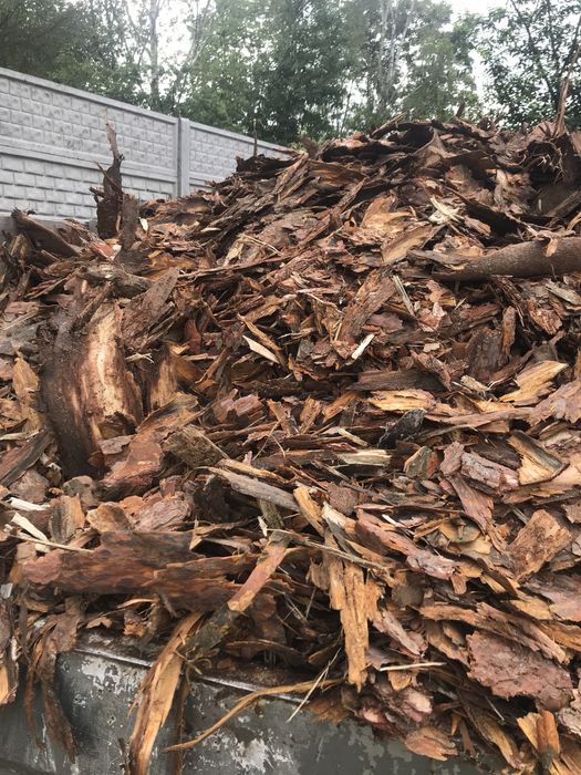 Kora sosnowa! Promocja!