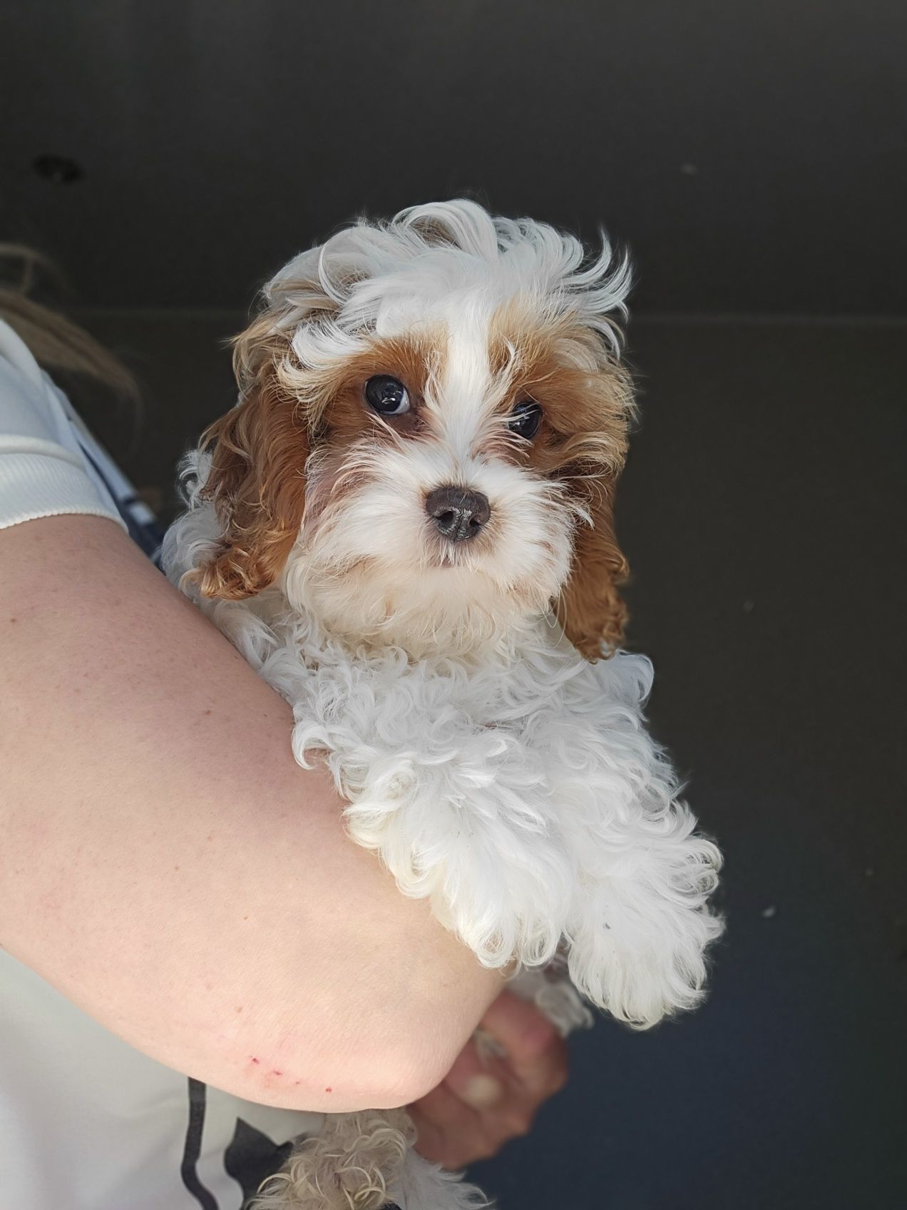 Cavapoo / Chlopiec