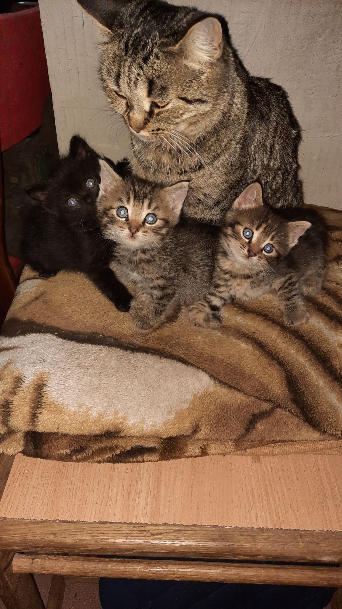Кошенята шукають люблячу родину