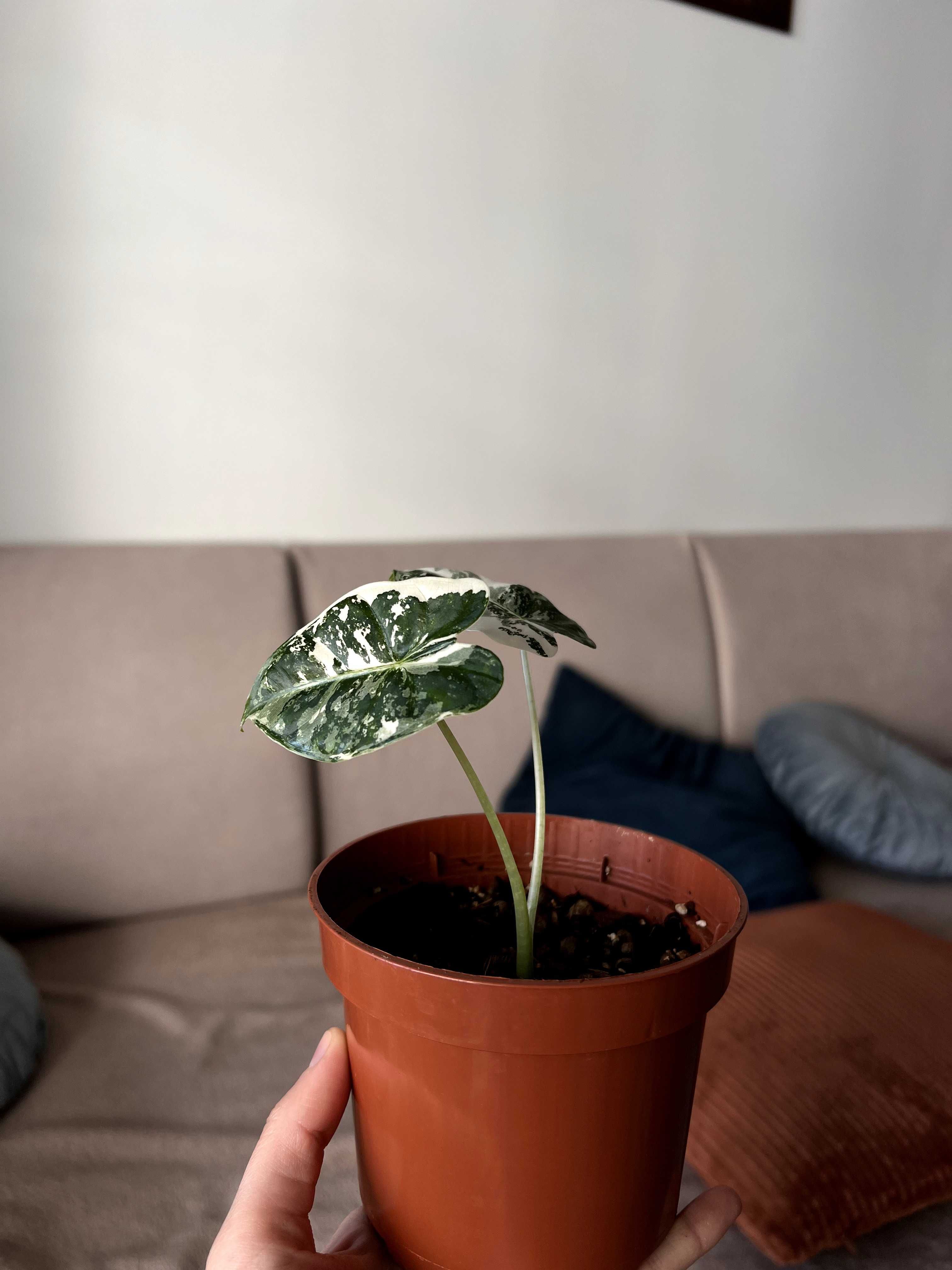 Alocasia Frydek Variegata