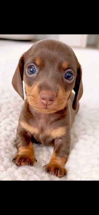 Teckel Fêmea  Chocolate Miniatura