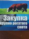Бык ,текло дорого.