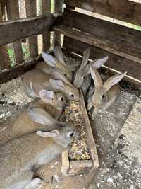 Coelhos para venda