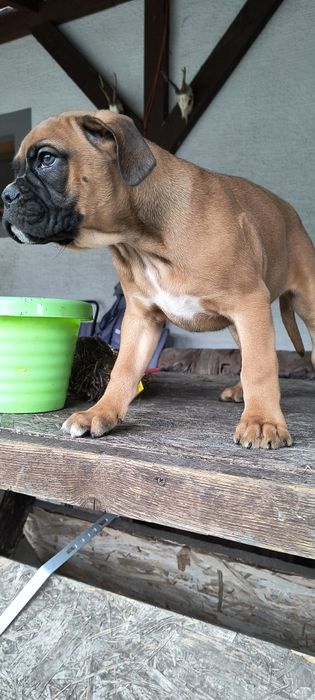 Suczka bokser rodowód