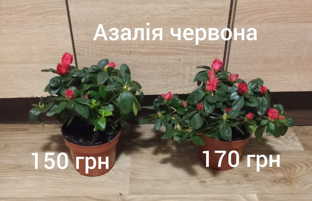 Азалія, драцена, нейтера, сансевієрія муншайн, маранта, хомаломена