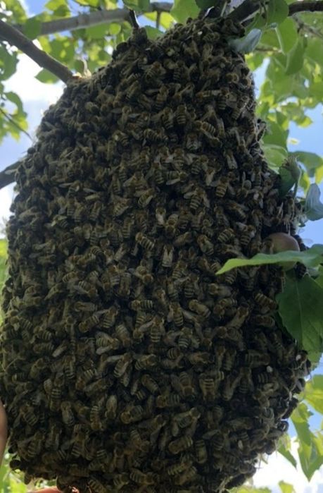 Пасіка, бджоли, пакети, вулики, рамки.