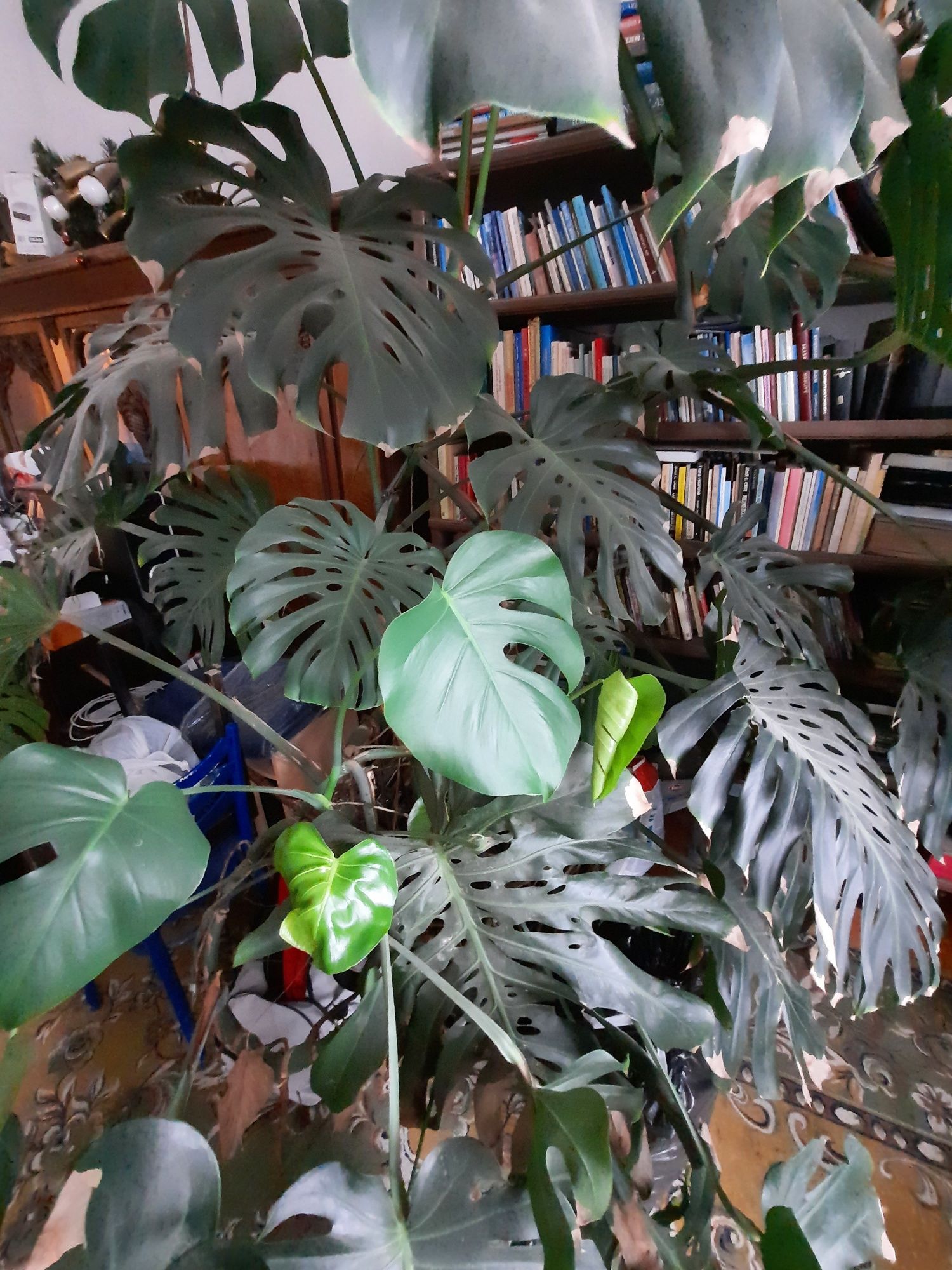 Ogromna monstera